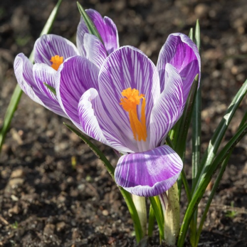 Crocus Large Flowered Striped